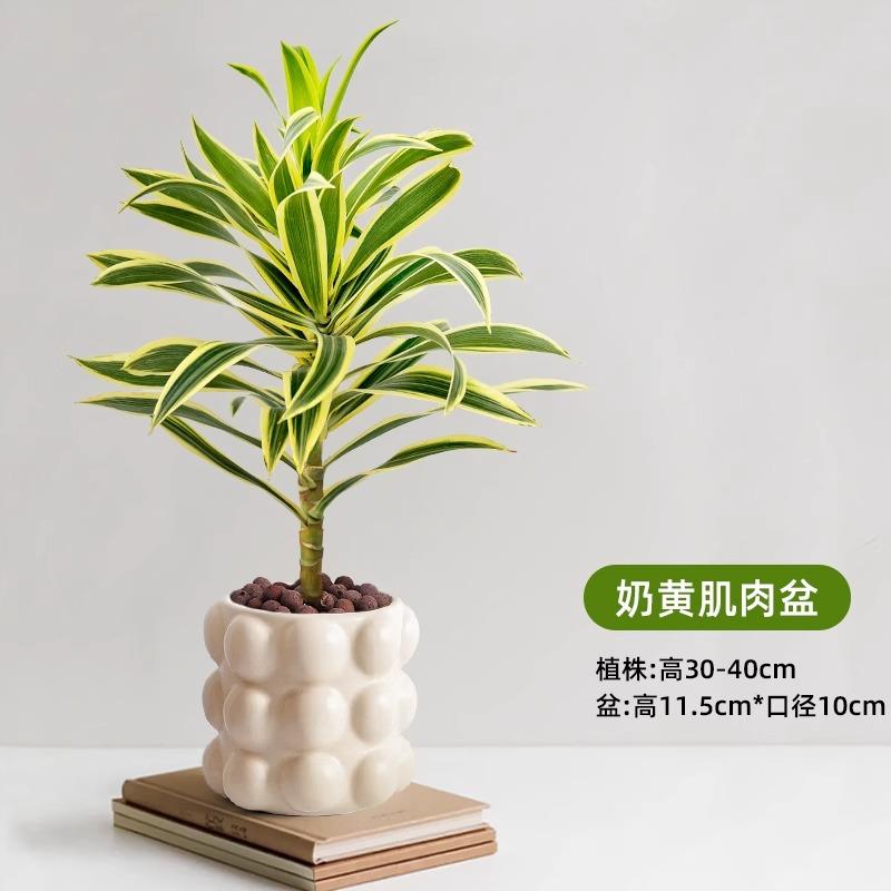 金边百合竹盆栽小苗水培植物室内办公室桌面小绿植美人桩耐阴好养图片