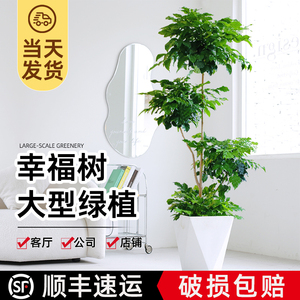 幸福树盆栽客厅大型植物室内办公室除甲醛大棵绿植多层绿宝盆景