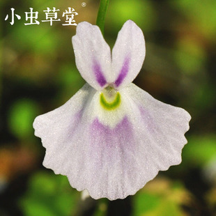 小蓝兔狸藻白兔子食虫草小虫草堂食虫植物盆栽耐阴好养室内水培