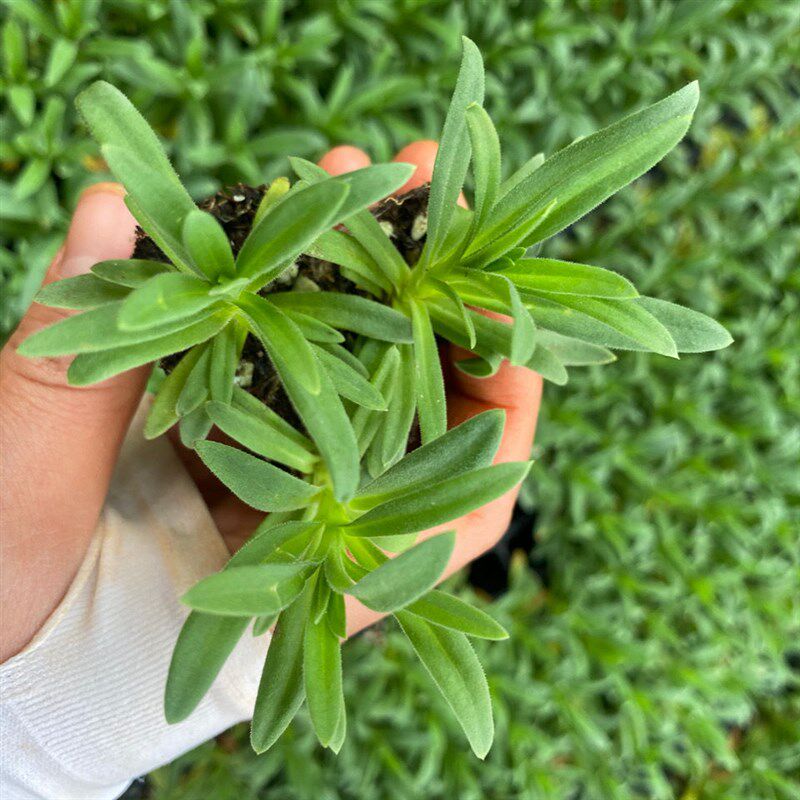 满天星花苗 重瓣伊洛斯小苗 星空白小苗 娑尔花苗 情人节绿植盆栽