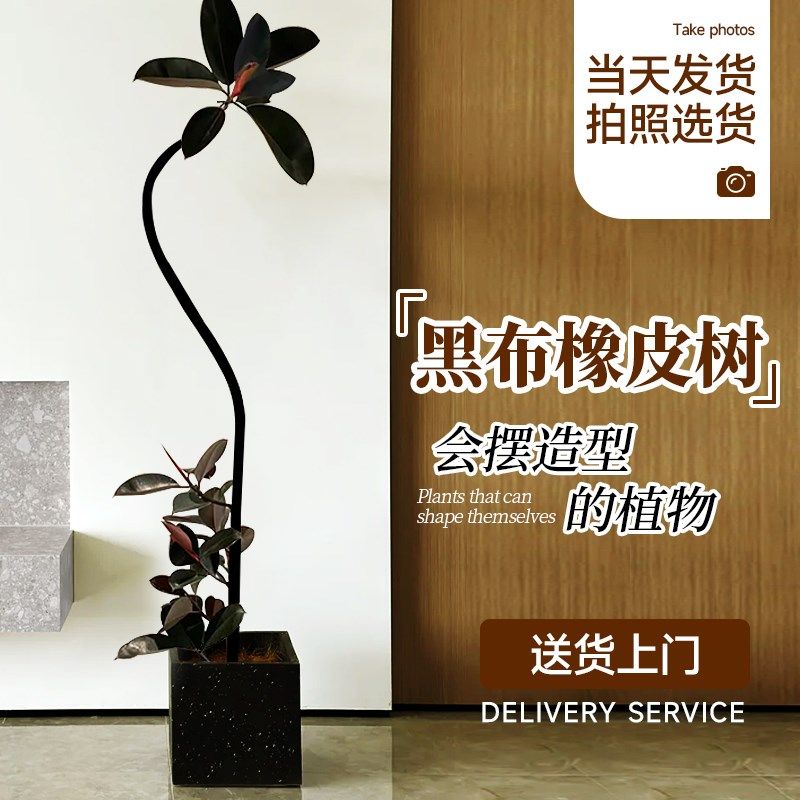 橡皮树黑金刚客厅绿植室内大型植物盆栽办公室大盆落地绿植树真花