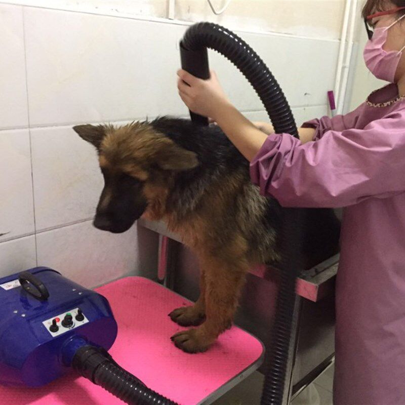 春舟大型犬宠物店专用狗狗电加热大功率双马达吹水机金毛吹风机