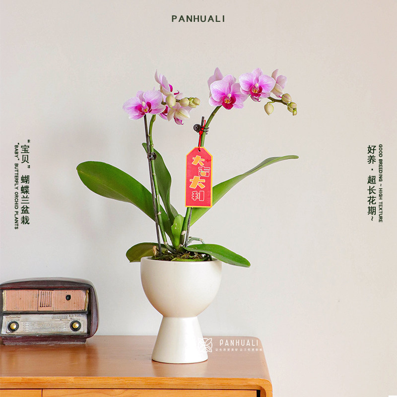 带花发出 特级蝴蝶兰真花盆栽室内真花鲜花盆景送礼物 超长花期