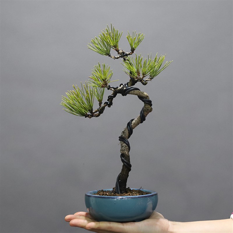 爆皮小黑松掌上盆景茶台盆景办公桌绿植掌上盆栽耐旱耐冻植物送礼