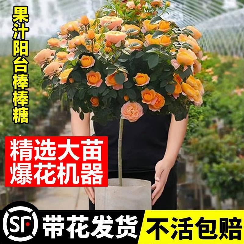 果汁阳台月季棒棒糖树桩带花月季花苗好养开花卉植物庭院蔷薇花苗