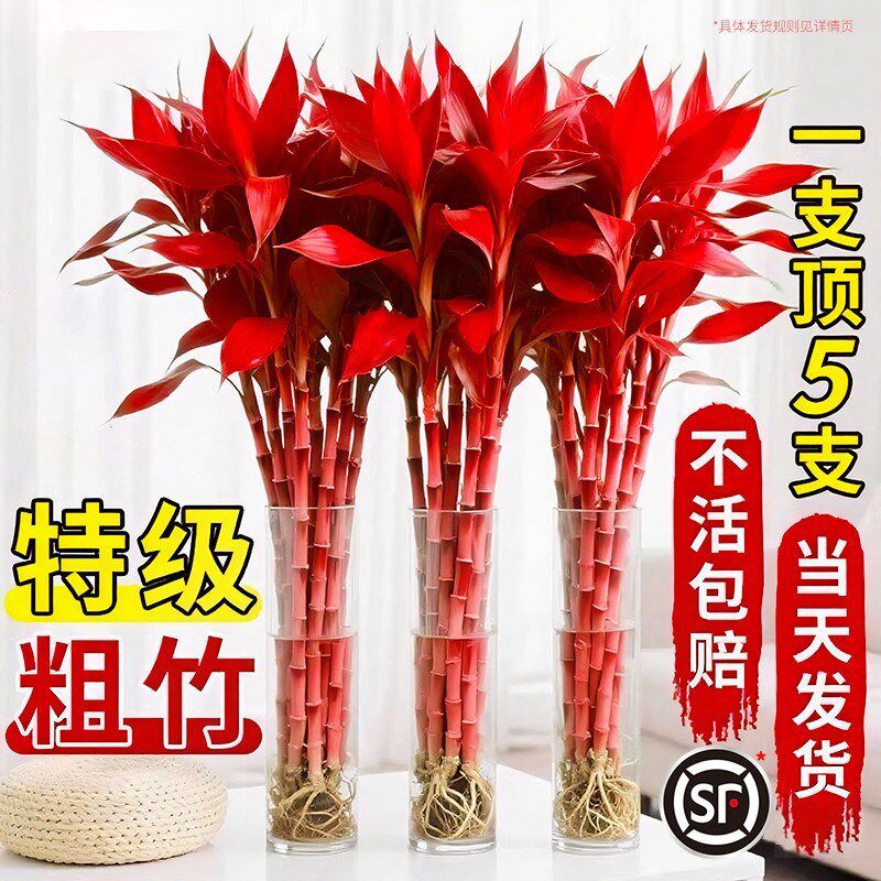 紫竹鸿运当头富贵竹水培绿植物盆栽粗杆带根客厅招财竹子室内花卉