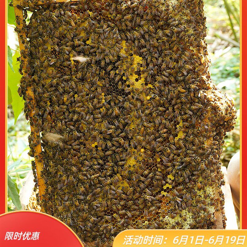 优质中蜂蜂群带王带子脾阿坝蜂王土蜜蜂养殖中华蜜蜂蜂群带箱包活