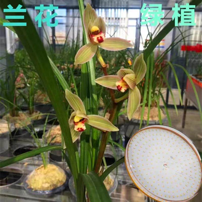 植物补光灯全光谱蔬菜温室大棚室内兰花仿太阳光水草灯鱼缸灯60W