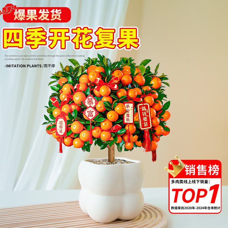 金桔树盆栽小橘子客厅树苗可食用带果四季室内果树绿植花卉桔子树
