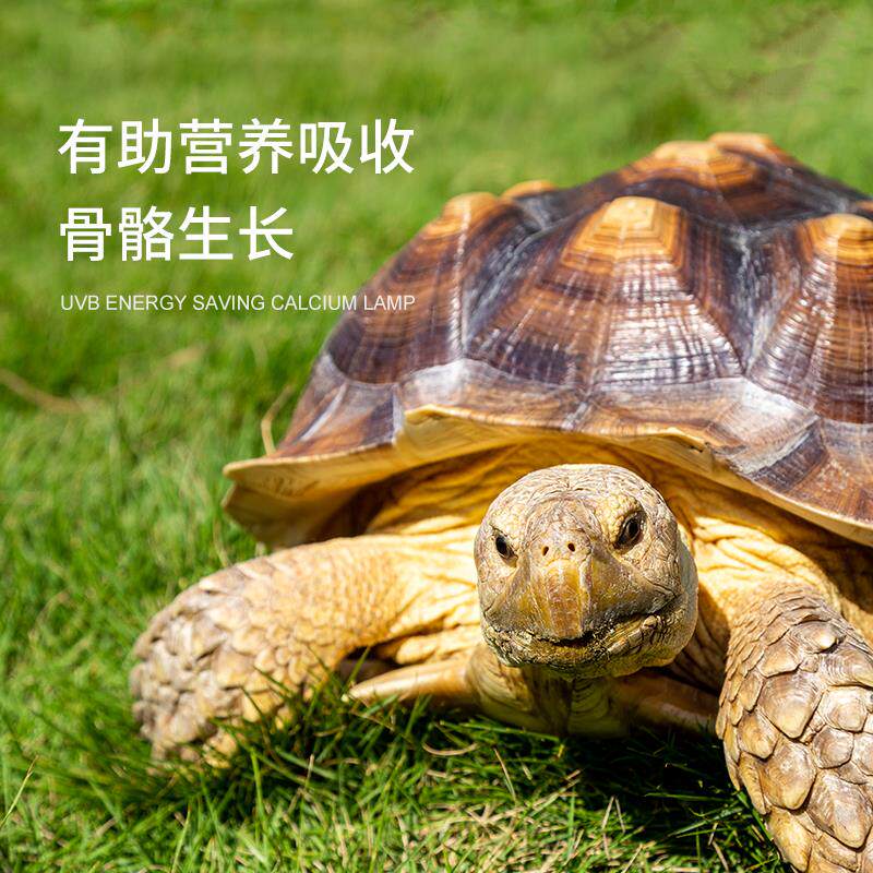 爬宠UVB晒背灯泡蜥蜴补钙用 全套灯具含灯罩与灯管可选
