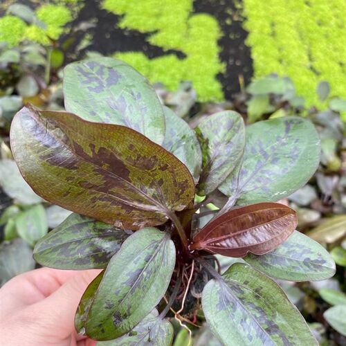 红花旦小坨草缸鱼缸造景皇冠类水草懒人水培增氧淡水水草阴性植物