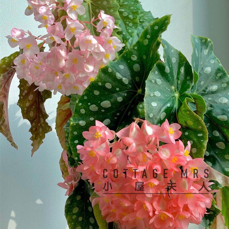 鳟鱼白冰粉旗鱼 红色波浪 热带植物绿植室内客厅花园秋海棠