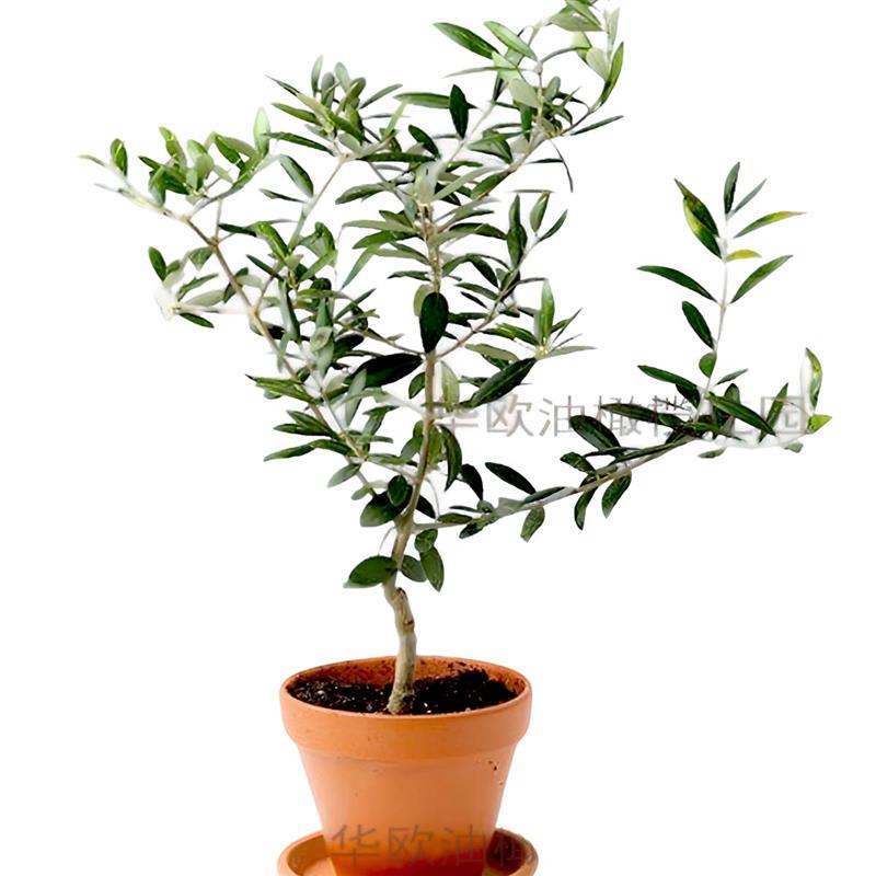华欧油橄榄盆栽老根粗小绿植物室内植物桌面花卉客厅阳台四季好养
