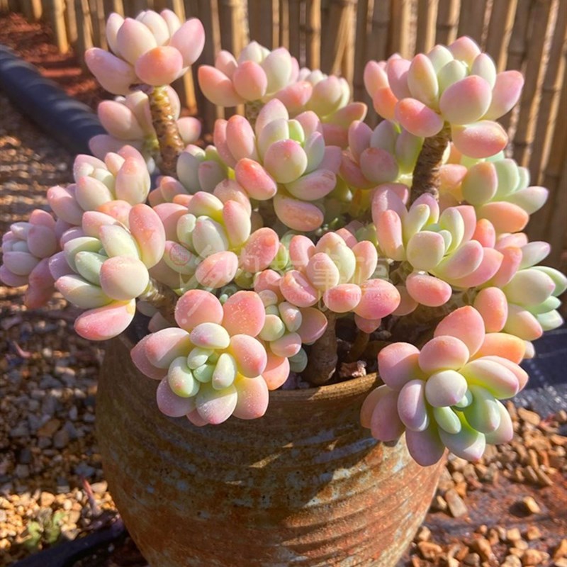 多肉植物超大洛神 多株多头大颗 带盆栽好果冻色易养殖净化空气