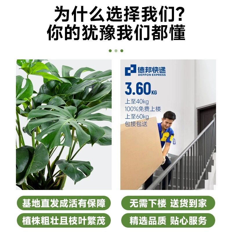 龟背芋盆栽大型绿植大叶富贵竹土培水培植物四季常青好养室内客厅