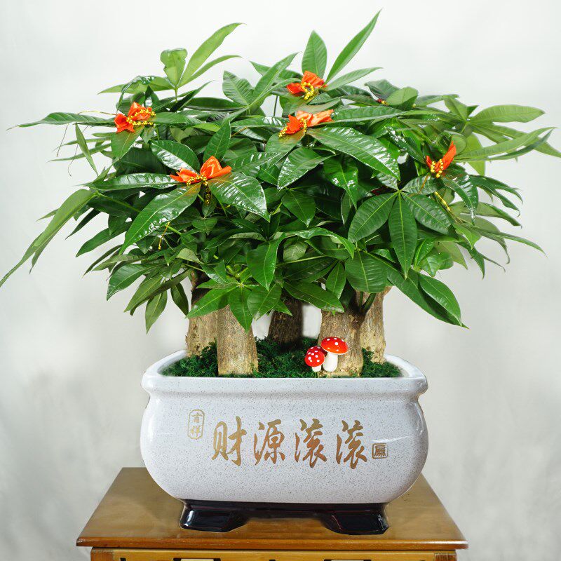 发财树开业乔迁送礼招财盆栽植物花卉室内吸甲醛绿植小盆景