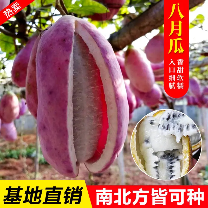【香甜软糯】八月瓜种籽八月果种子 阳台庭院食用水果爬藤植物xy