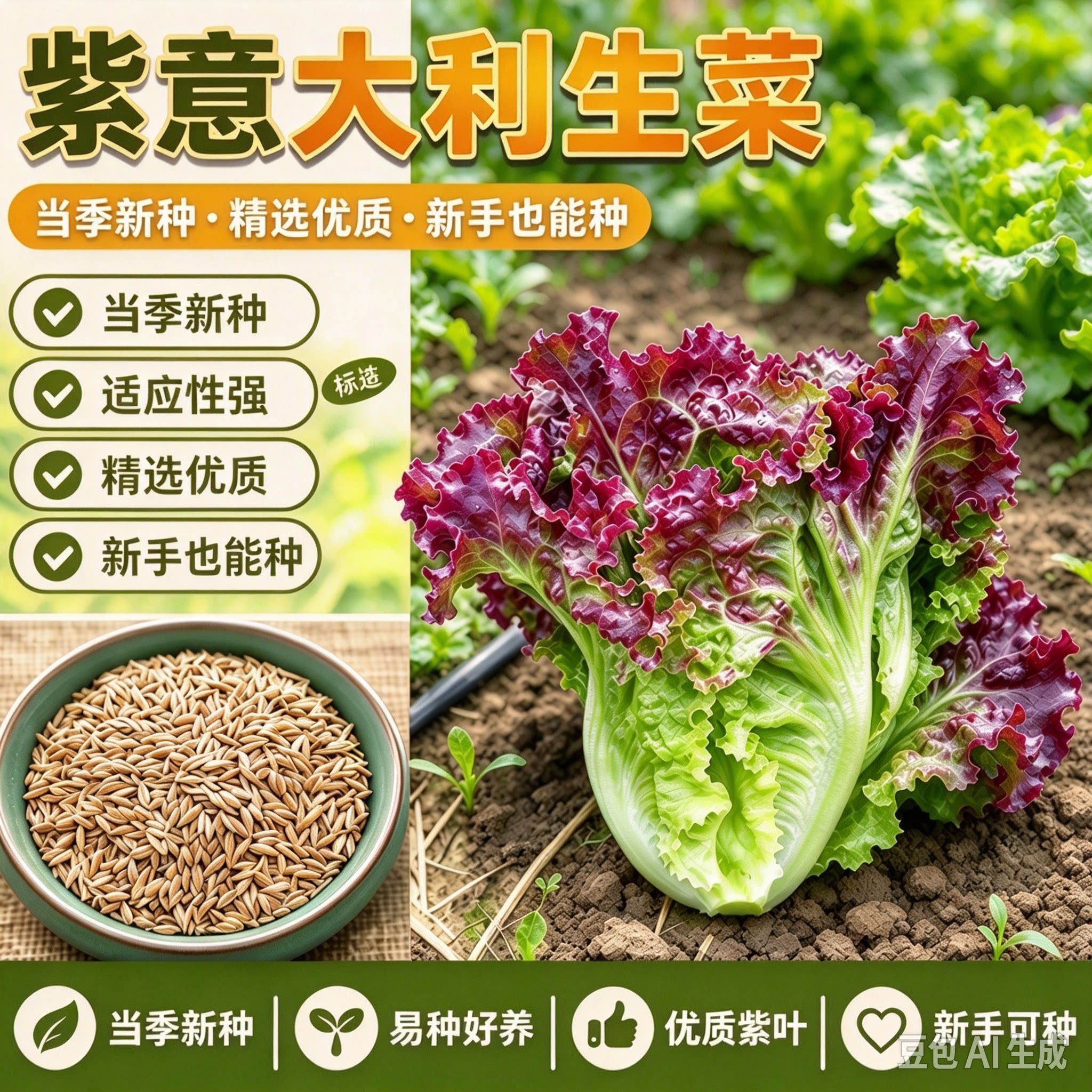 紫色意大利生菜蔬菜生菜四季阳台春夏季生菜生吃MD