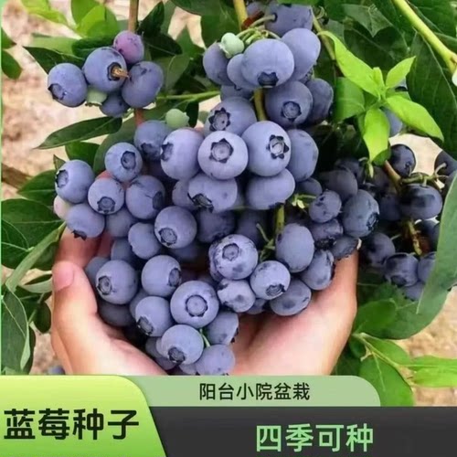 蓝莓种子南北种植四季阳台盆栽果园庭院蓝梅树果树种子简单播种MD