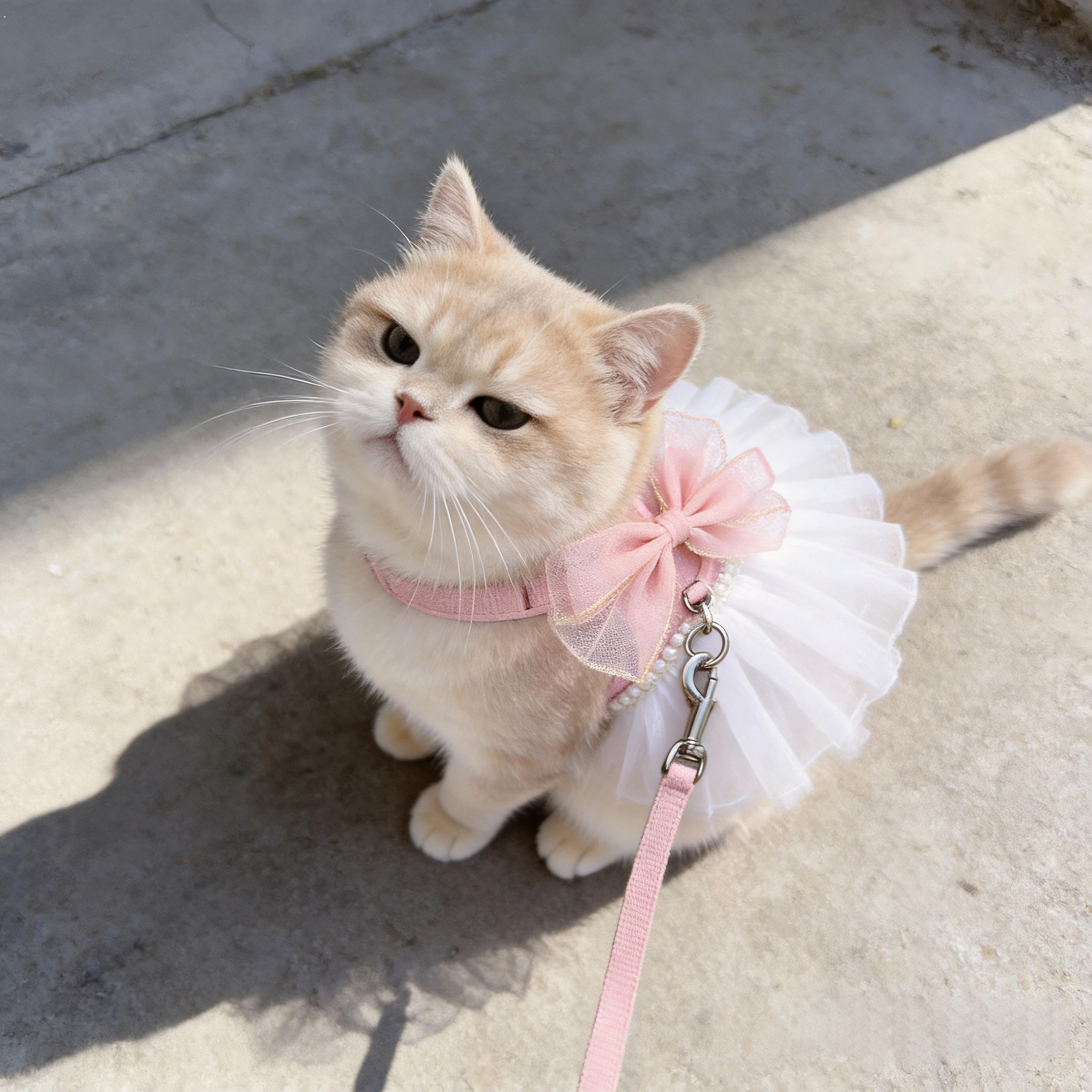 猫咪衣服牵引绳胸背防挣脱外出专用溜猫绳幼猫狗狗背心式可调节