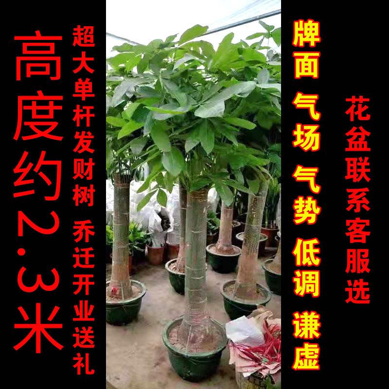 发财树 室内大植物盆栽盆景绿植进化空气易养活杭州宁波绍兴富阳