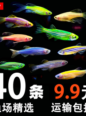 小型冷水观赏鱼小金鱼草金容易活淡水好养锦鲤鱼锦鲫小鱼仔练手鱼