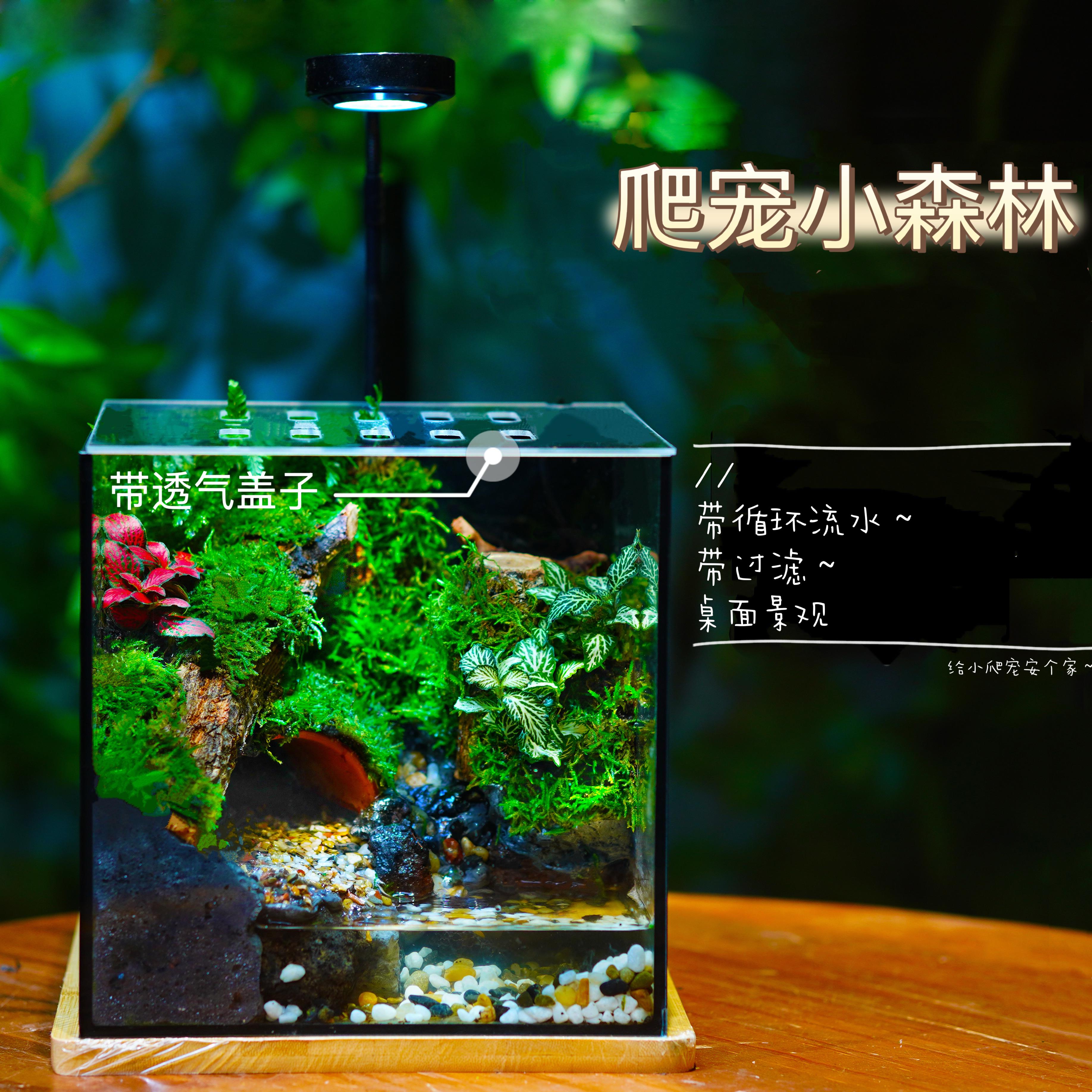 苔藓微景观雨林流水生态鱼缸造景植物盆栽养蟹养鱼龟爬宠创意养缸