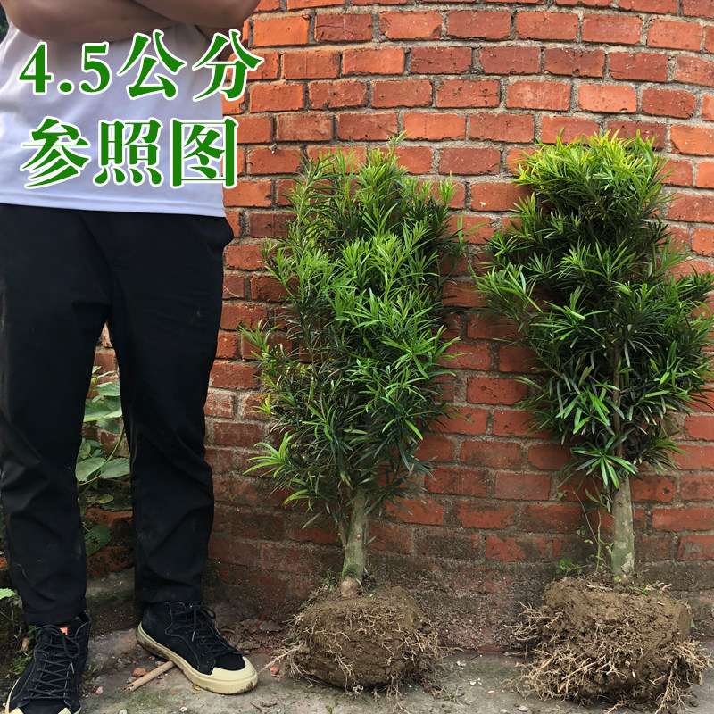 小型罗汉松树苗盆景原生雀舌中叶造型耐寒盆栽室内矮桩迎客松树苗