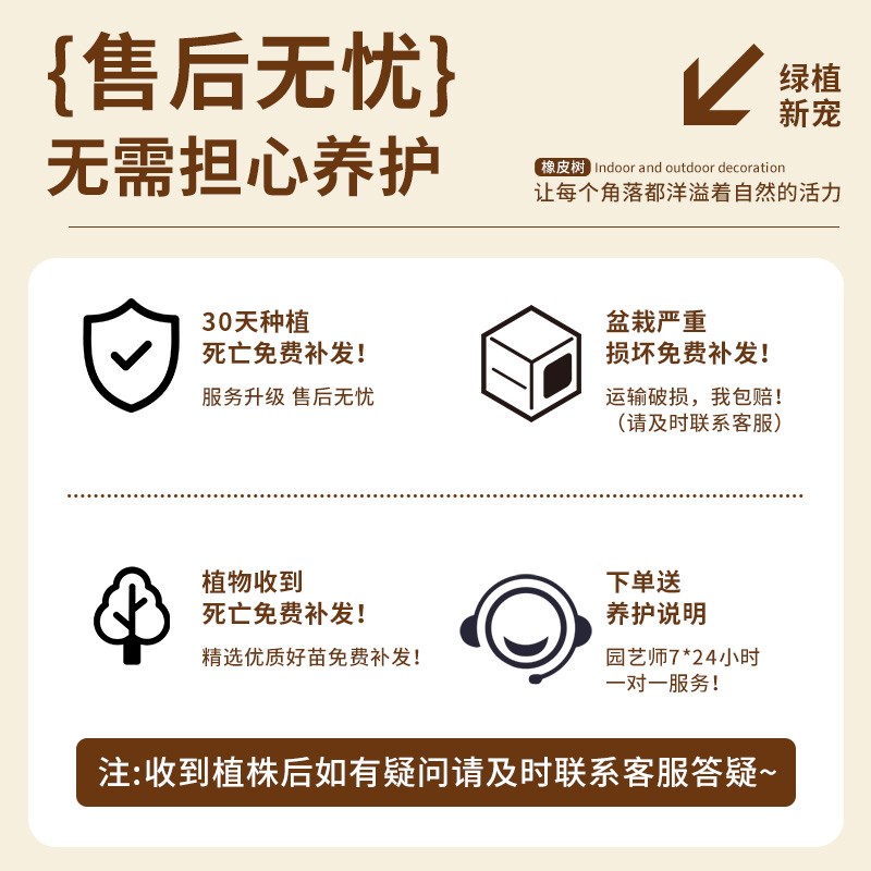 橡皮树客厅大盆栽黑金刚橡皮树绿植真树盆栽老桩绿植室内高级感树