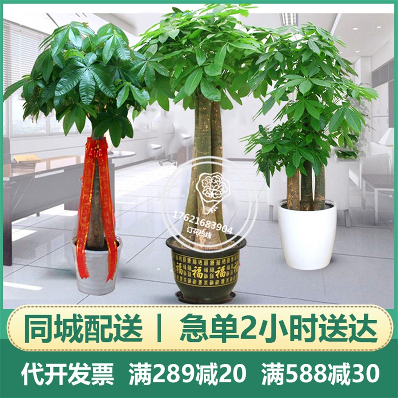 无锡常州开业发财树大型绿植盆栽客厅办公室乔迁盆景花卉同城配送