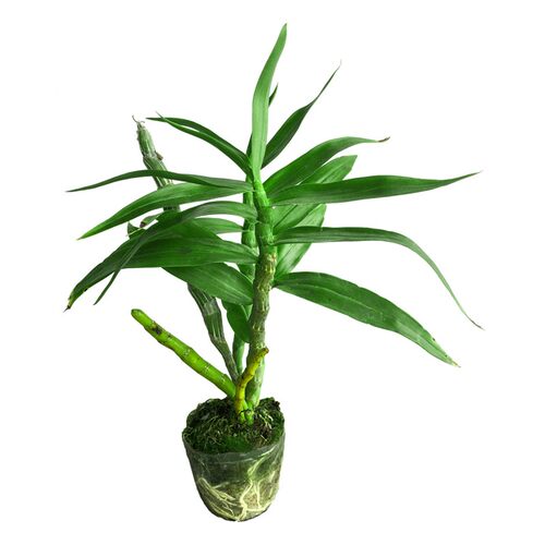 云南玫瑰麝香珍虫本斯尖刀唇石斛苗盆栽室内外绿植花卉种好杯苗