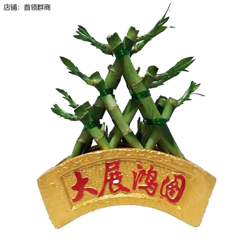 聚财竹节节高金字塔富贵竹塔水培植物室内盆栽花卉盆景净化空气好