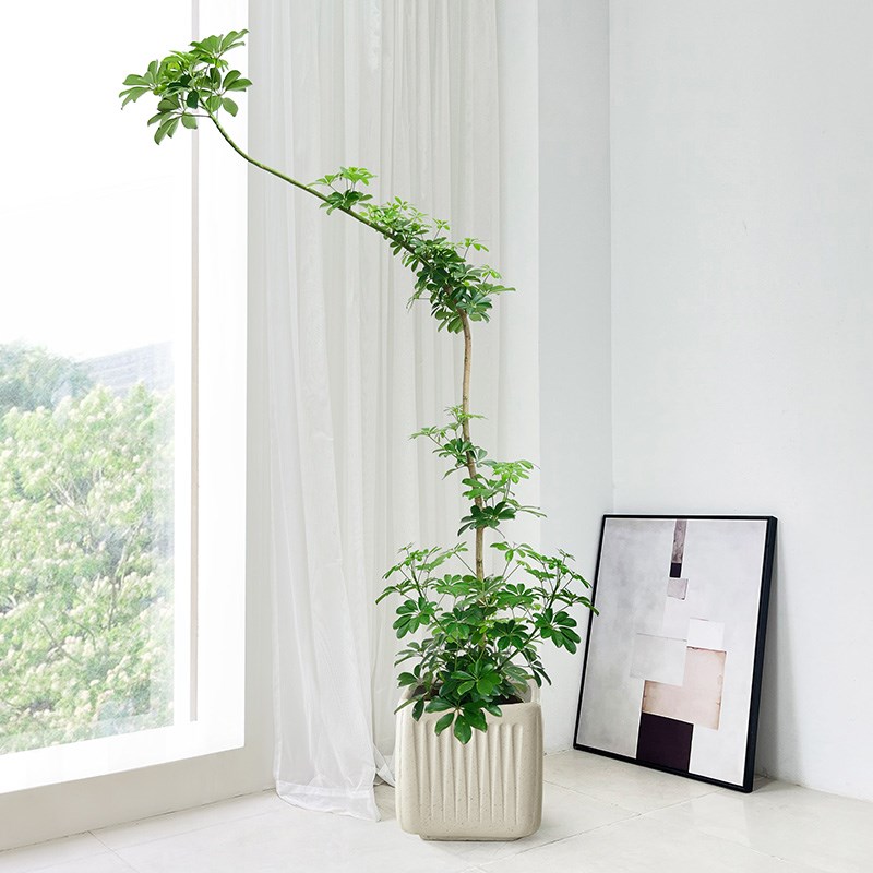 鸭脚木客厅大盆栽室内大型绿植造型一物一拍鸭掌木办公室植物新房