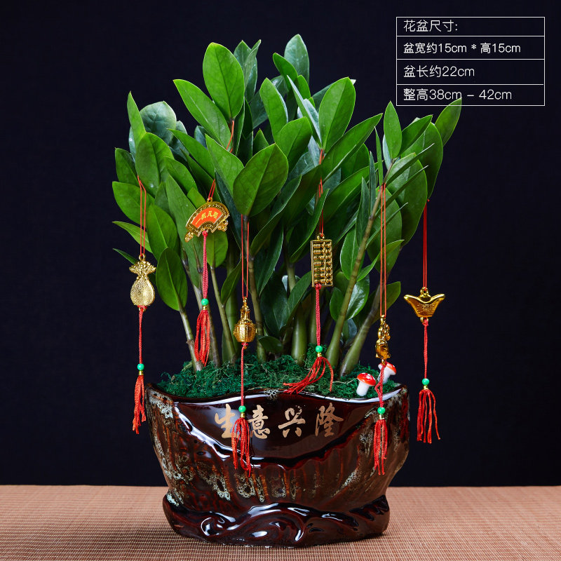 发财树盆栽室内客厅桌面小盆景大发财树苗招财树吸甲醛植物金钱树