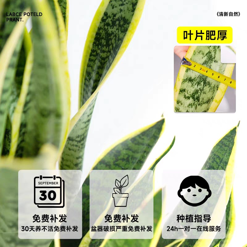大型金边虎皮兰盆栽金钱树大绿植耐干室内绿植吸甲醛净化空气植物