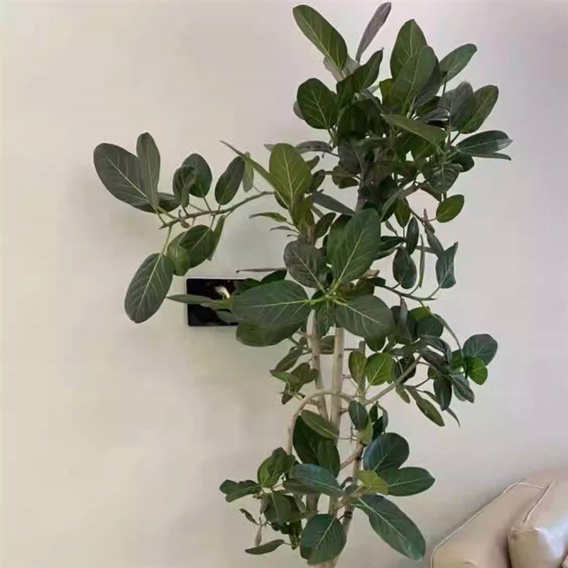 高山榕孟加拉榕青叶橡皮树客厅绿植落地植物好养室内大型盆栽