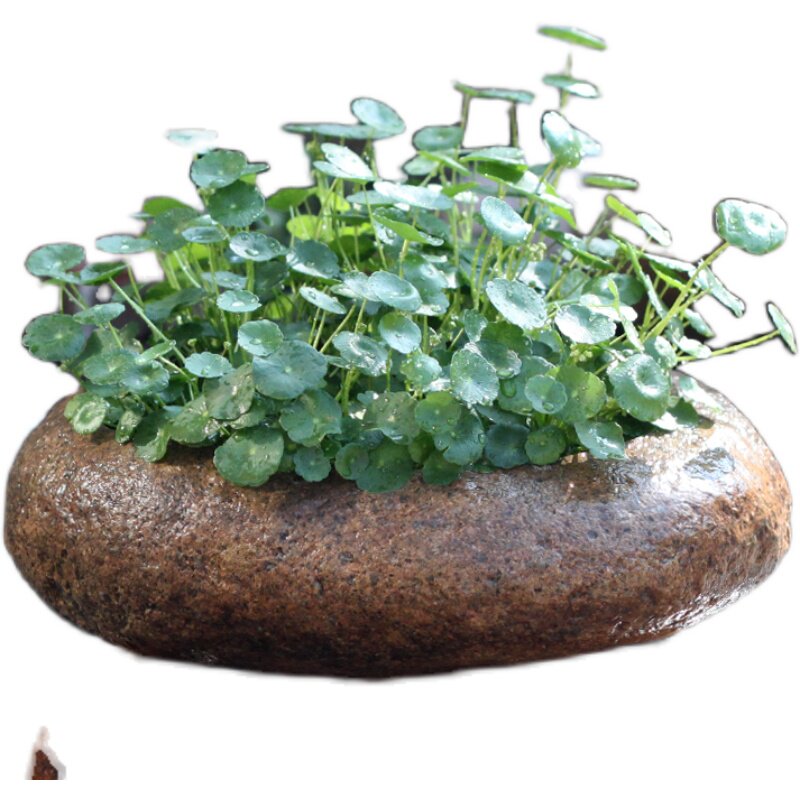 原生态花盆花器石头盆景盆菖蒲铜钱草专用盆文竹盆栽水仙盆石器