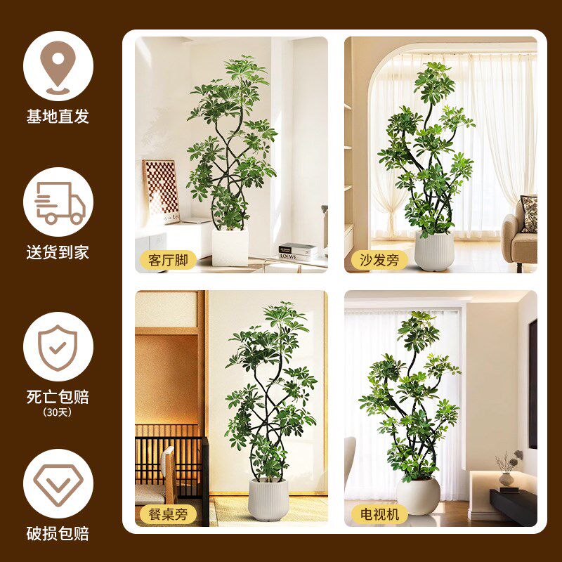 造型鸭脚木客厅大盆栽室内绿植鸭掌木鹅掌柴大型四季常青真花植物