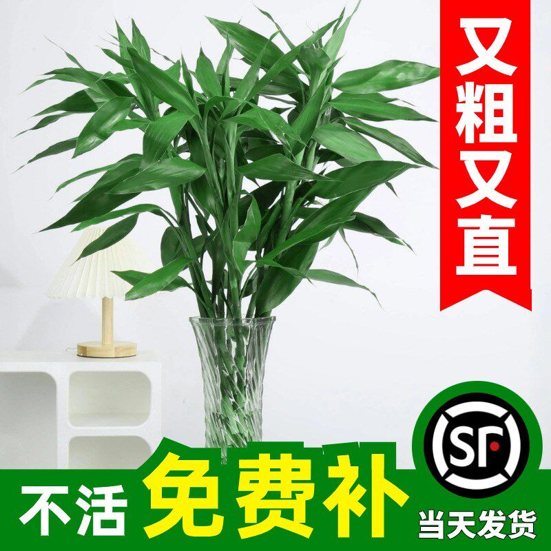 富贵竹水培植物转运竹子带根水养室内客厅绿植盆栽观音竹四季好养