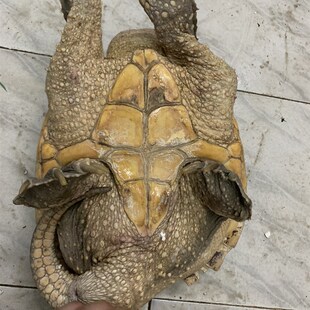 鳄鱼龟活物大鳄龟北美鳄鱼龟活体小鳄龟食用肉多美味足斤鲜活鳄龟