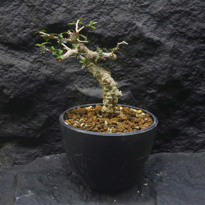 象足漆树Operculicarya Pachypus 一物一怕 潮流块根多肉植物盆栽