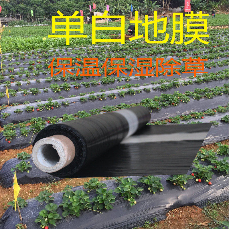 地膜农用双白单白黑色薄膜种植育苗除草防虫保温保湿大棚加厚农膜