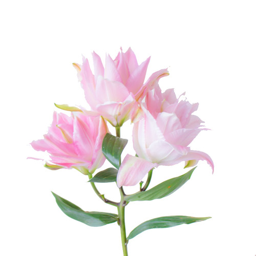 蜜糖重瓣百合云南基地直发鲜切花办公室内水养新鲜插花节日礼物