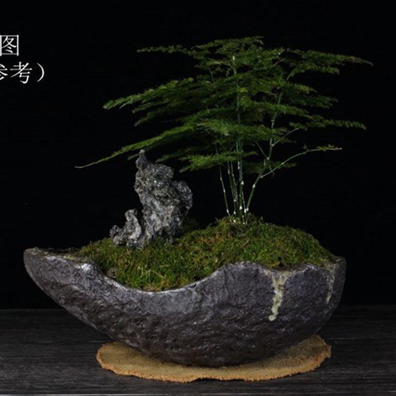 粗陶异型花盆手工不规则个性花盆盆景花盆菖蒲多肉文竹绿植盆创意