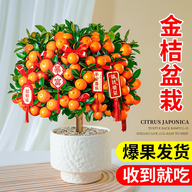 金桔树盆栽小橘子客厅树苗可食用带果四季室内果树绿植花卉桔子树