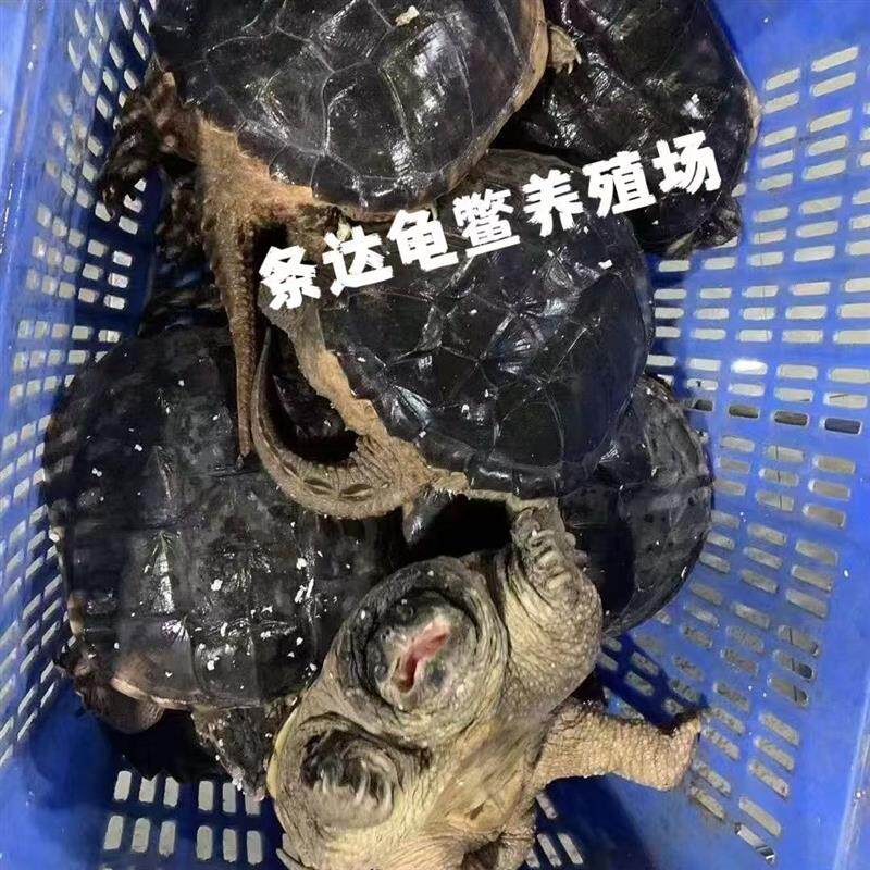 食用小鳄龟北美鳄鱼龟宠物乌龟种龟水龟特大型煲汤肉龟活体龟
