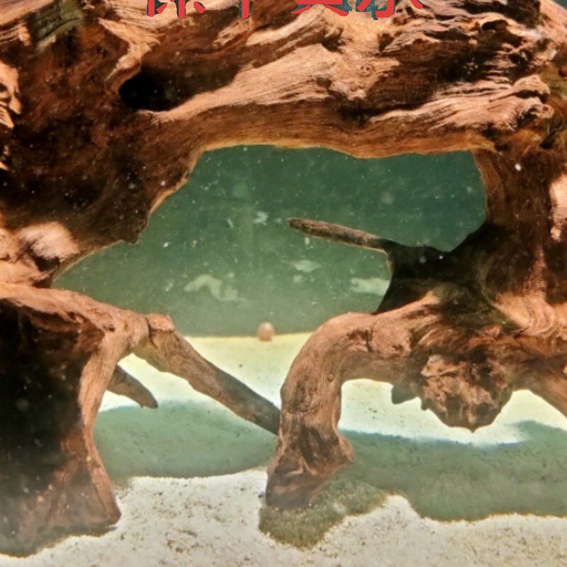 不黄水沉木免煮沉木包邮紫柚沉木树桩鱼缸造景小栖根南美缸杜鹃根