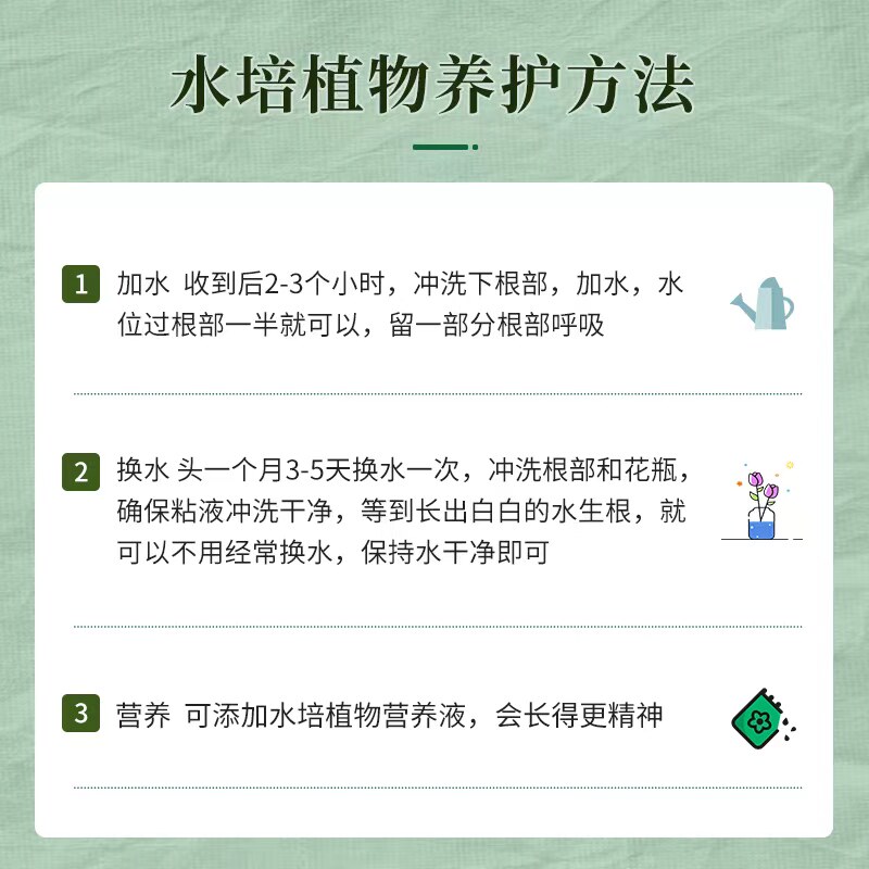 水培植物好养室内水养龟背竹水生植物吸甲醛净化空气办公室客厅绿