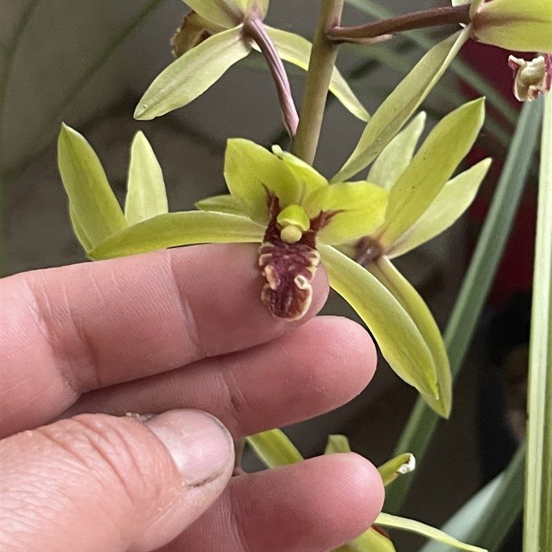 木纹叶质惠兰中矮惠高花架九节兰随州兰花开花香飘逸硬叶