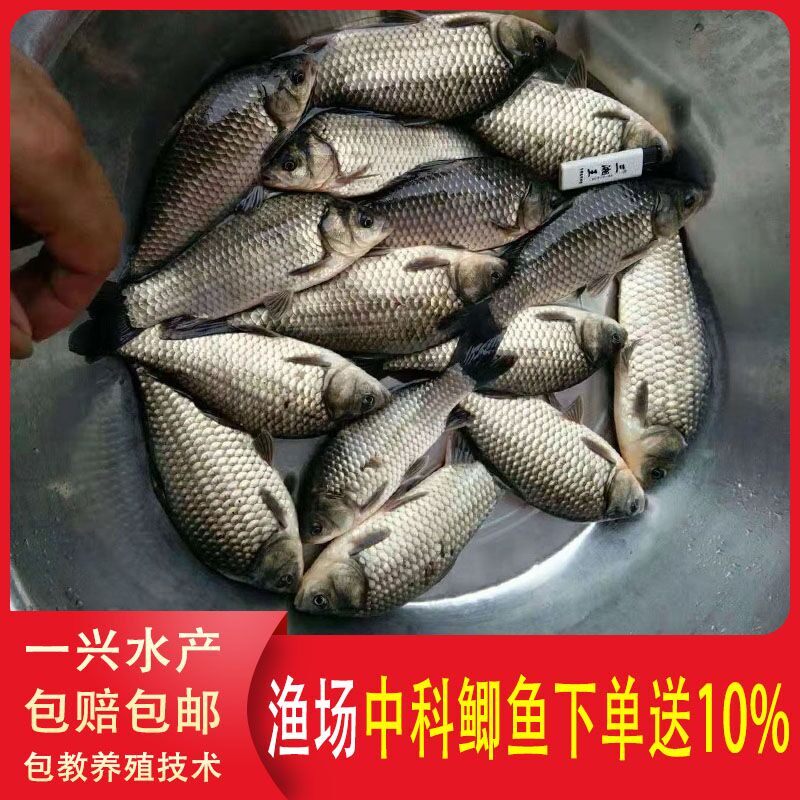 中科三号鲫鱼苗 中科五号鲫鱼苗 快大鲫鱼苗 杂交大白鲫 异育银鲫
